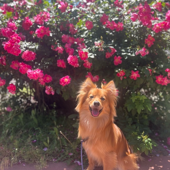 Meet your Posher, Amanda - Picture 2 of 2